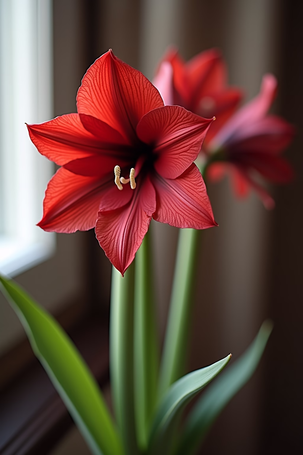 amaryllis deko outline 1